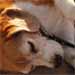 puppy sleeping