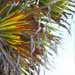 palm tree
