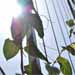 leaves and sun